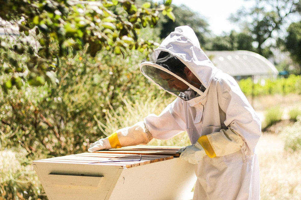 Real or Fake Honey: How Can You Tell the Difference? | Pass The Honey