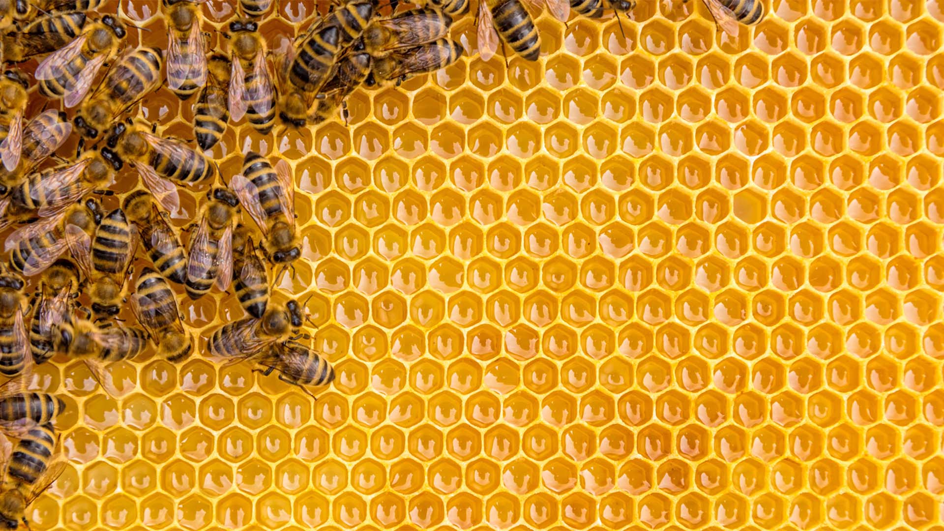 What is Honeycomb? – Pass the Honey