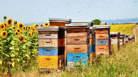 Pollination Services Keep Farms & Beekeepers Afloat, but for How Long?