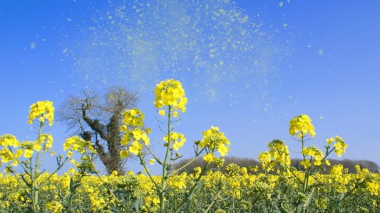 Pollen floating off of yellow flowers in a field against a blue sky background.