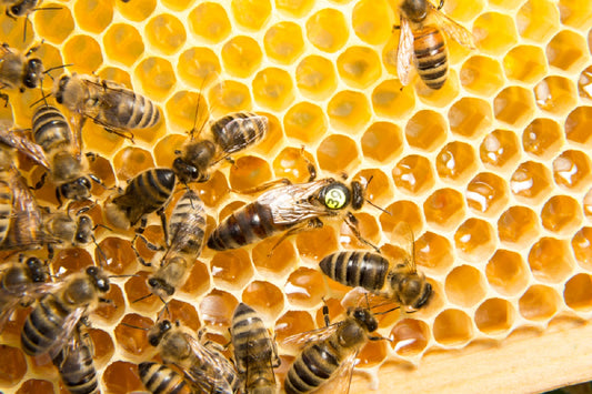 What Does the Queen Bee Do?