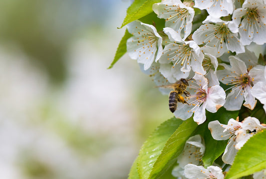 What is Pollination?