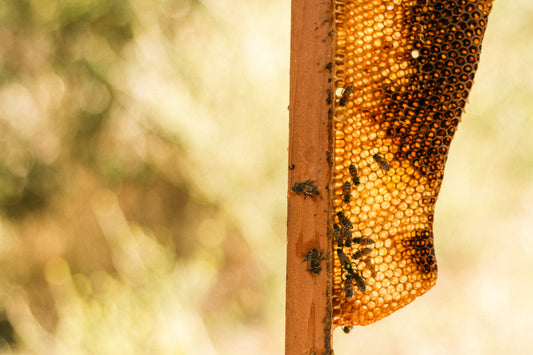 What is Beeswax?