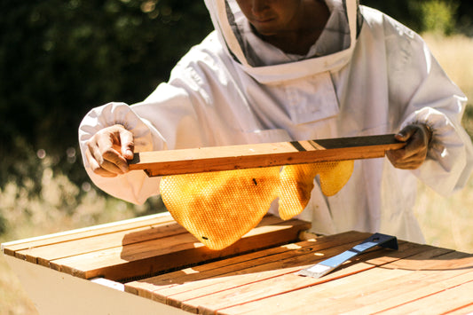 What Is Propolis?