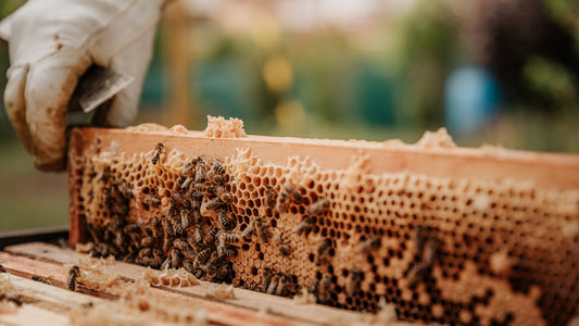 Regenerative Apiculture Working Group