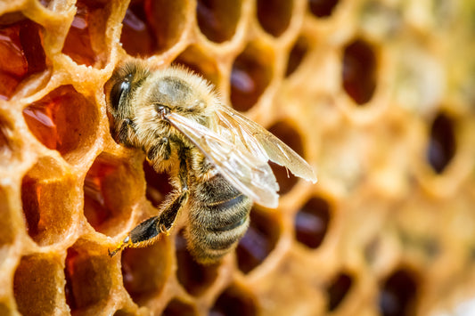 Why Eating Pass the Honey Honeycomb is Good for Bees
