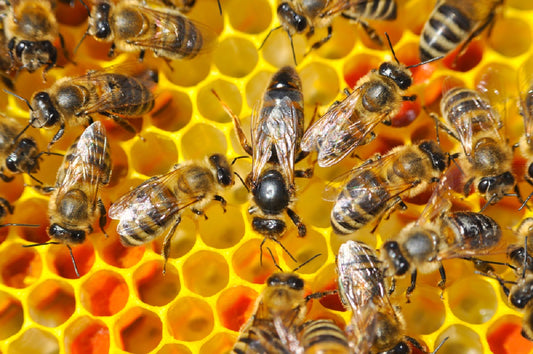 What is a Bee Colony?