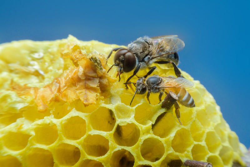 hjælper Gøre klart Snuble Drone vs. Worker Bee | Pass The Honey - Pass the Honey