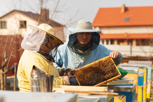 How is Honey Harvested?