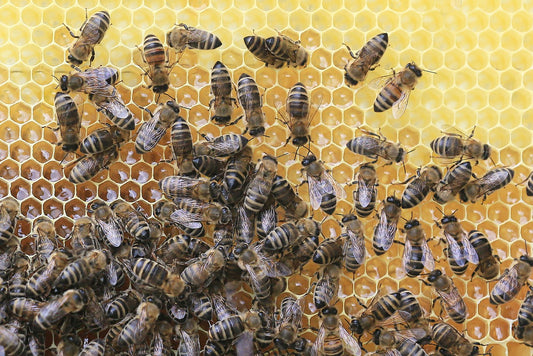 How Do Bees Make Honeycomb?