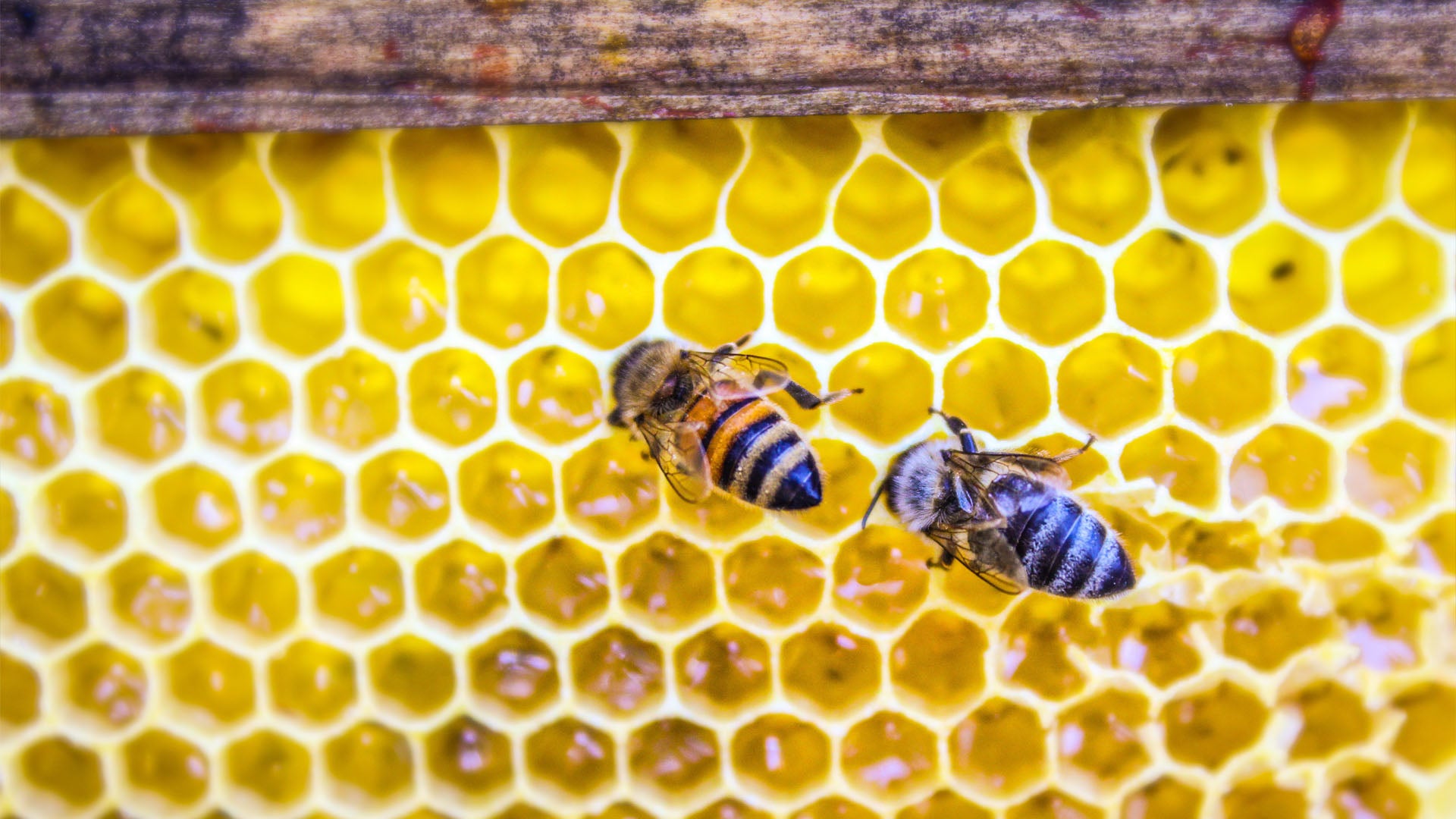 availability-harvesting-pass-the-honey