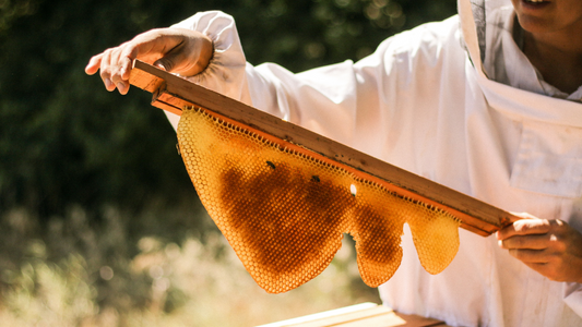 How Pass the Honey Sources Regenerative Honeycomb