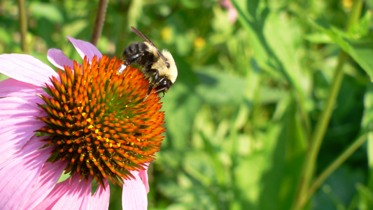 10 Flowering Perennials For Your Pollinator Garden
