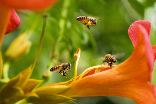 What Is Pollinator Week?